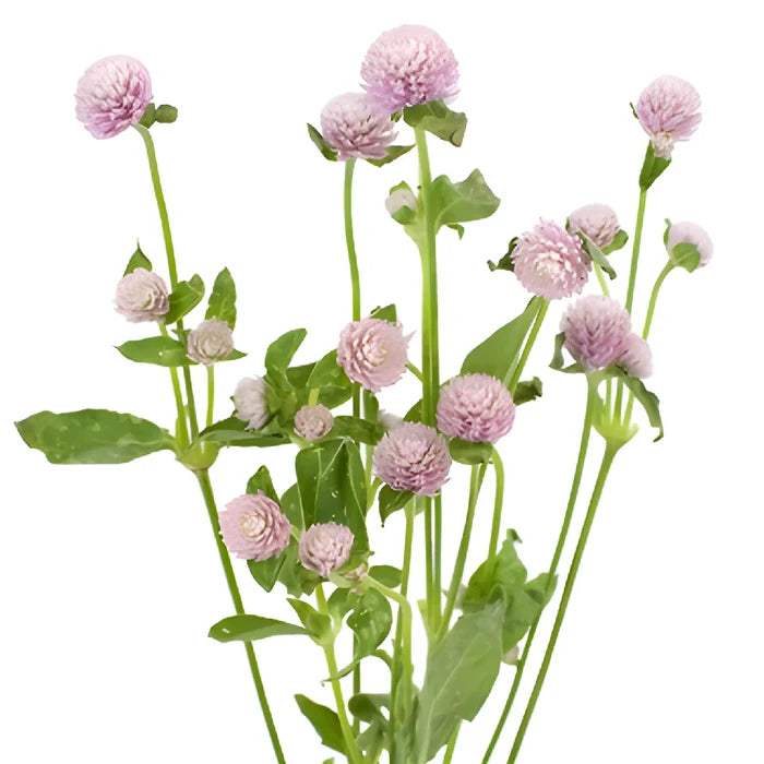 Lavender Gomphrena Flowers
