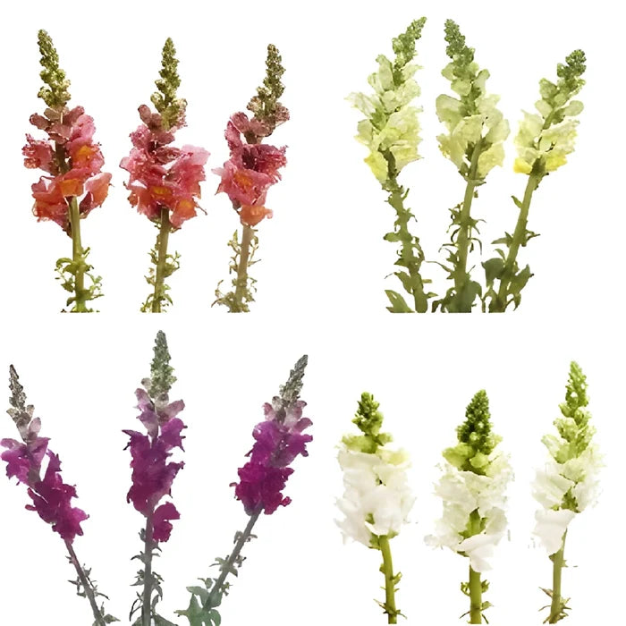 Snapdragon Farm Mix Flower