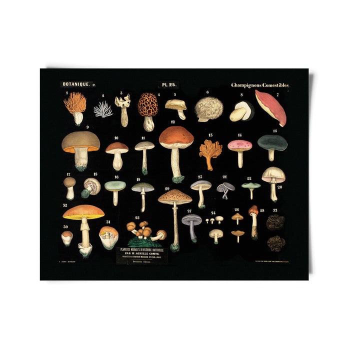 Vintage Black Mushroom Print 25