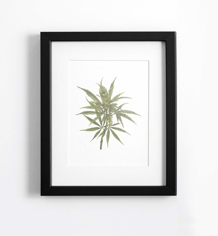 botanical cannabis art print