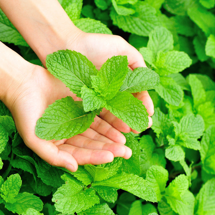 Garden Mint Fragrance Oil 319