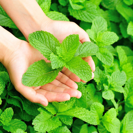 Garden Mint Fragrance Oil 319