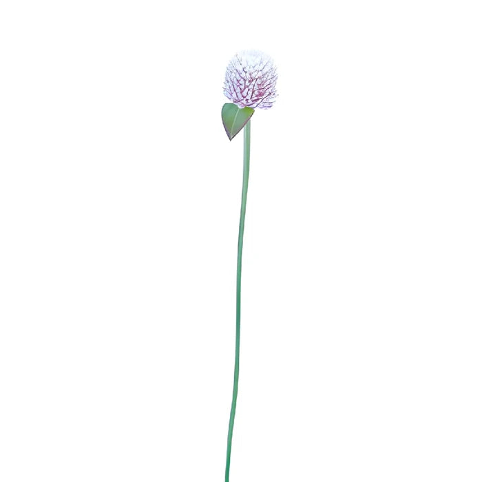 Light Lavender Gomphrena Flowers