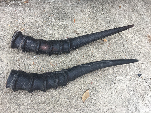 PROP CAST HORNS