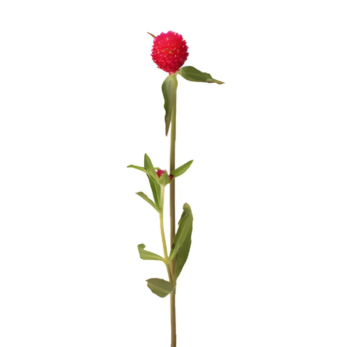 Raspberry Globosa Gomphrena Flowers