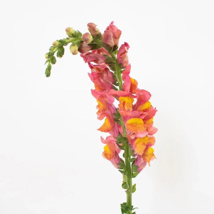 Orange Snapdragon Flower Stem