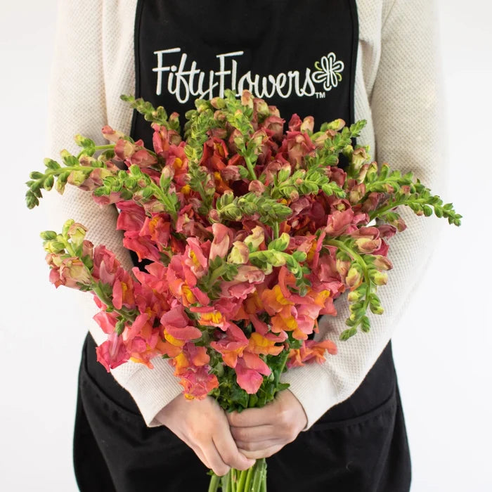 Orange Snapdragon Flower Bunch in Hand