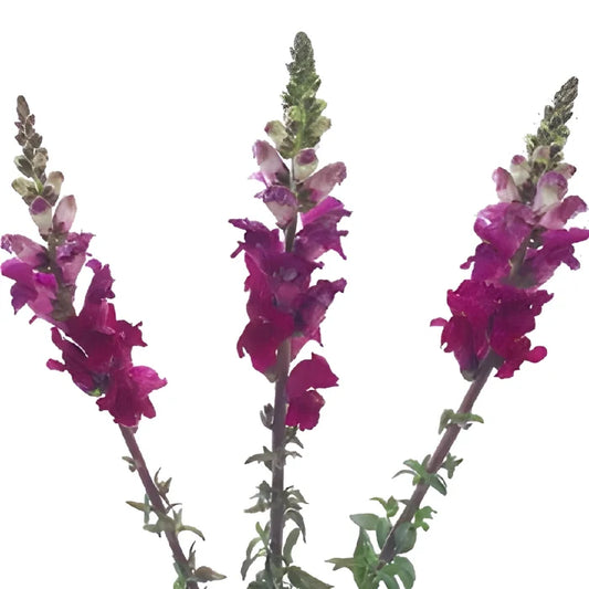 Snapdragon Purple Lavender Flower