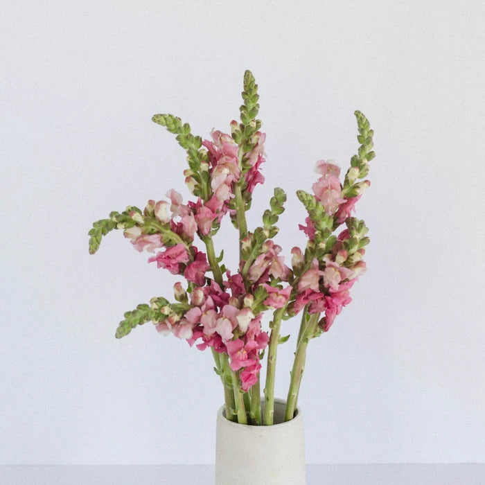 Snapdragon Watermelon Pink Vase - Image