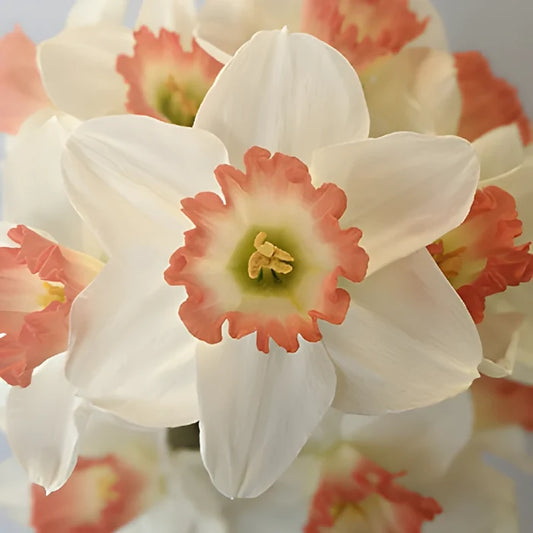 White and Pink Tropical Daffodils